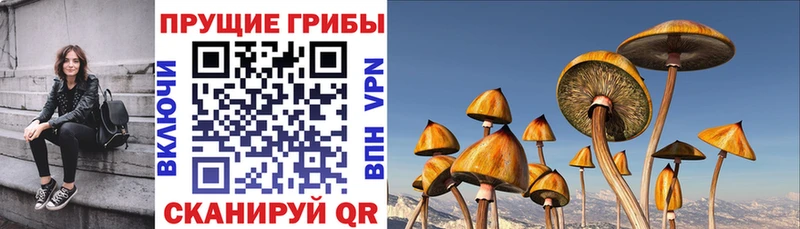 Псилоцибиновые грибы Psilocybine cubensis  Купить где  Сосновоборск 